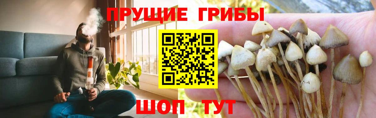 Кизилюрт  Псилоцибиновые грибы мухоморы  Вход с VPN 